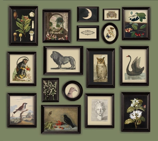 May include: A gallery wall with 14 black framed prints featuring various illustrations of animals, plants, and nature scenes. The prints include a lion, an owl, a swan, a monkey, a bird, a butterfly, and various flowers.